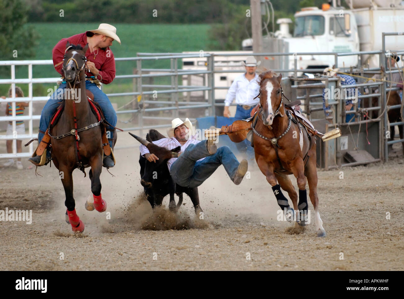 Cowboys participate in Rodeo bull dogging event Stock Photo