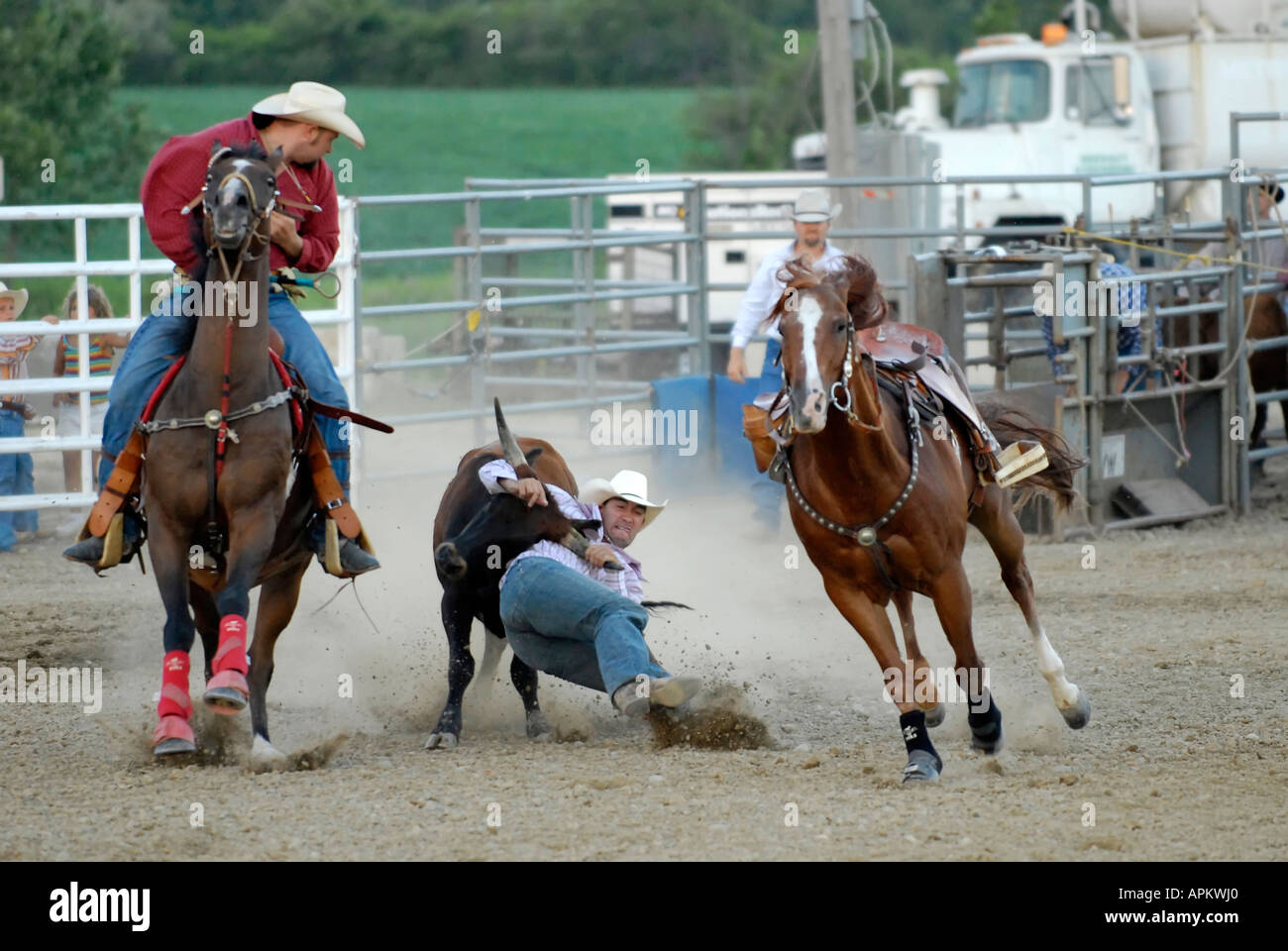Cowboys participate in Rodeo bull dogging event Stock Photo - Alamy