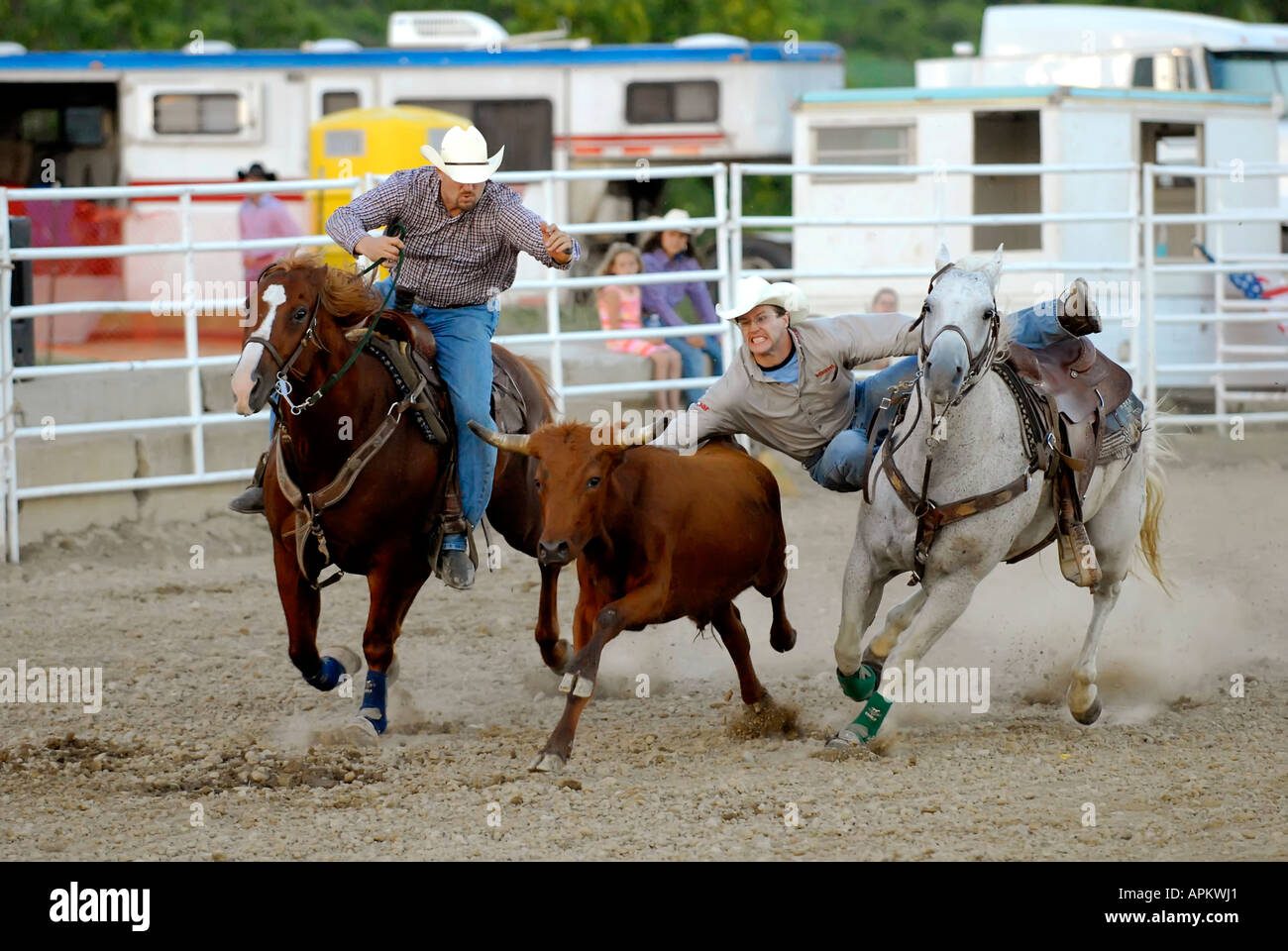 Cowboys participate in Rodeo bull dogging event Stock Photo Alamy