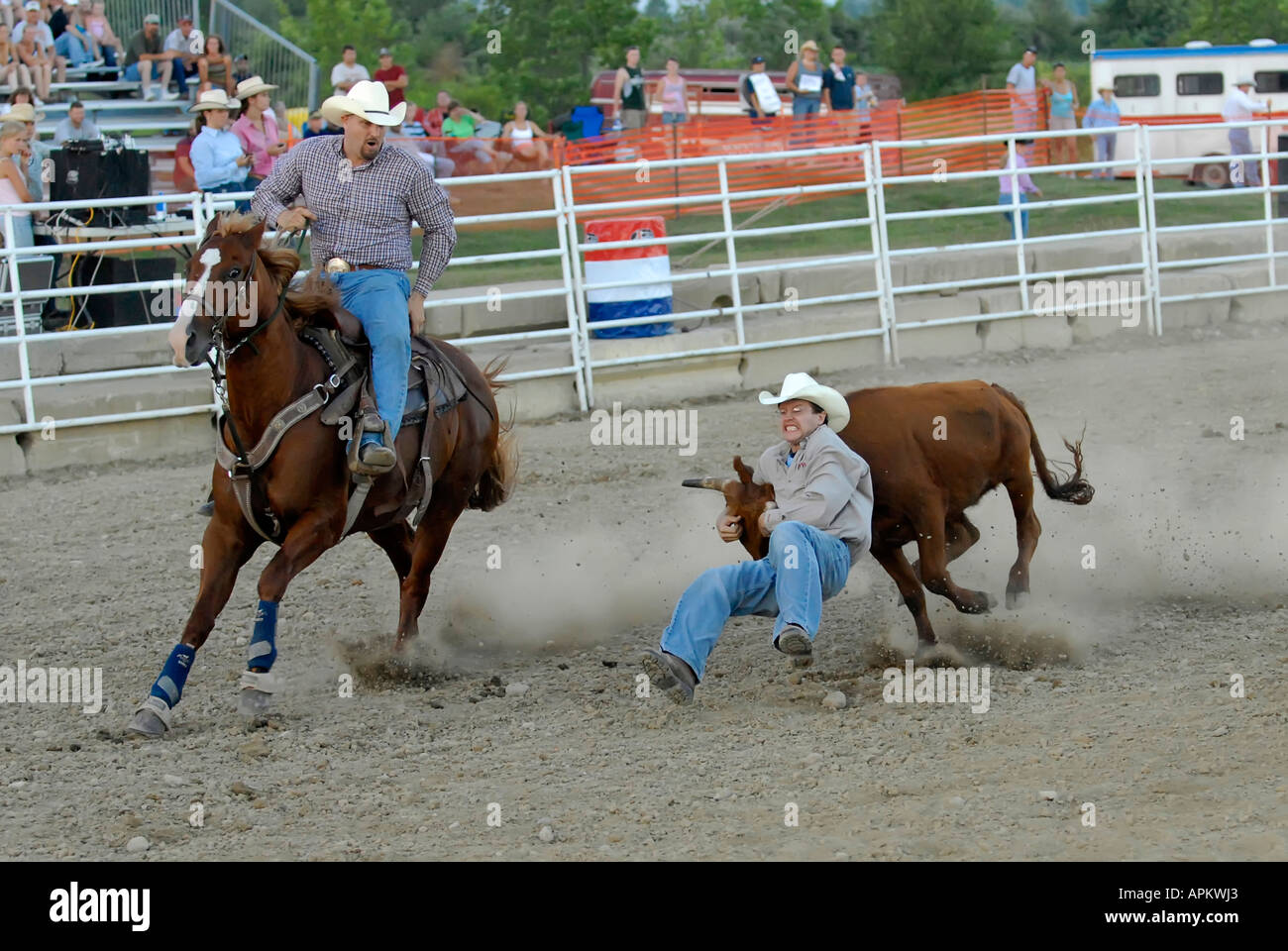 Cowboys participate in Rodeo bull dogging event Stock Photo - Alamy