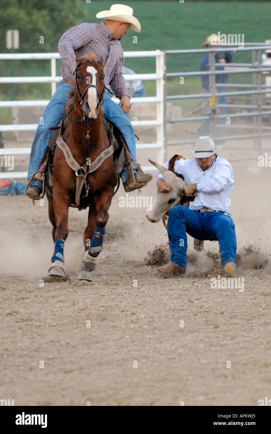 Cowboys participate in Rodeo bull dogging event Stock Photo Alamy