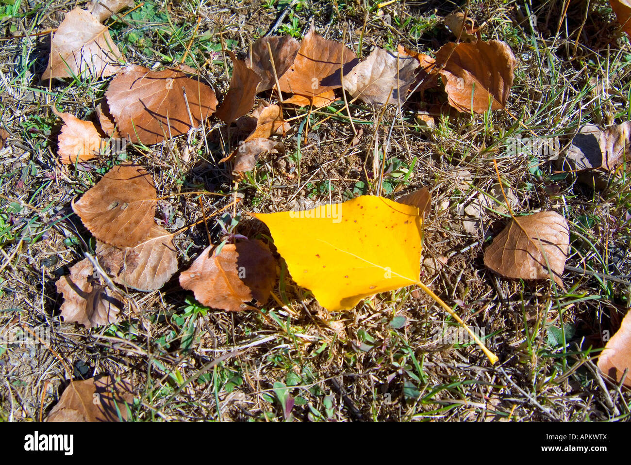 Autumn leaves (Populus tree leaves) on the ground. Gudar - Javalambre country. Teruel province. Spain Stock Photo