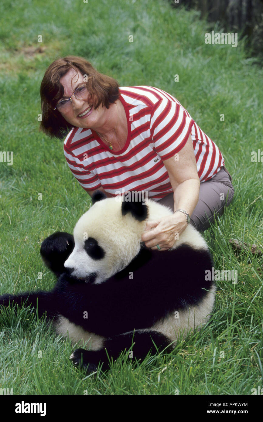 giant panda (Ailuropoda melanoleuca), woman with young Panda at the ...