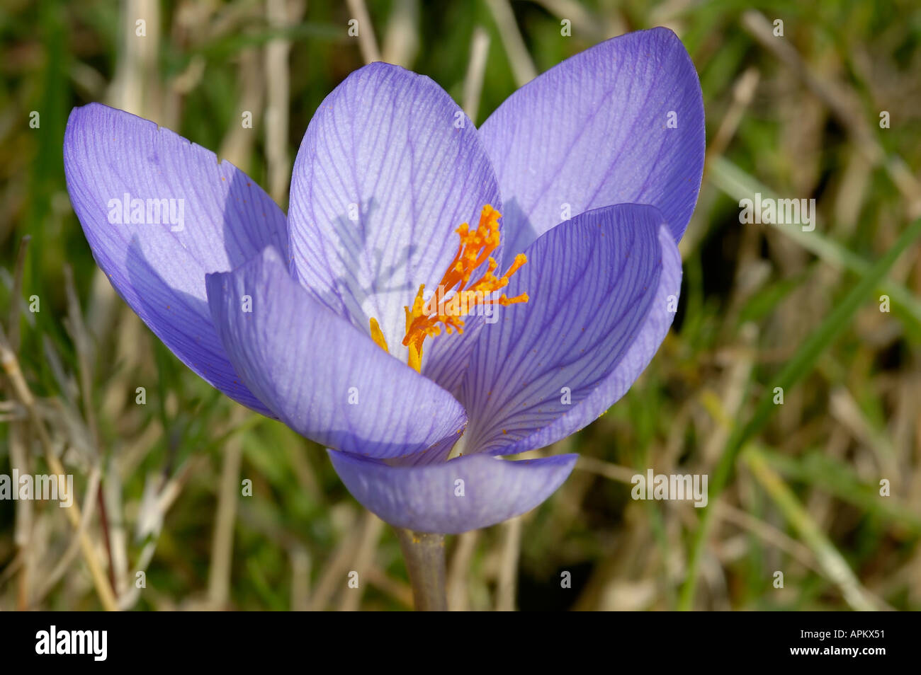 Veined Autumn Crocus Crocus speciosus Stock Photo