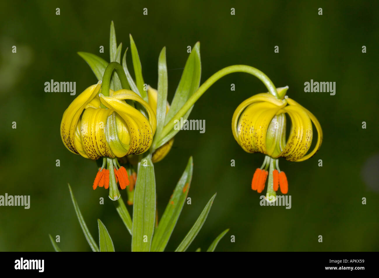 Pyrenean Lily Lilium pyrenaicum growing wild in Wales Stock Photo