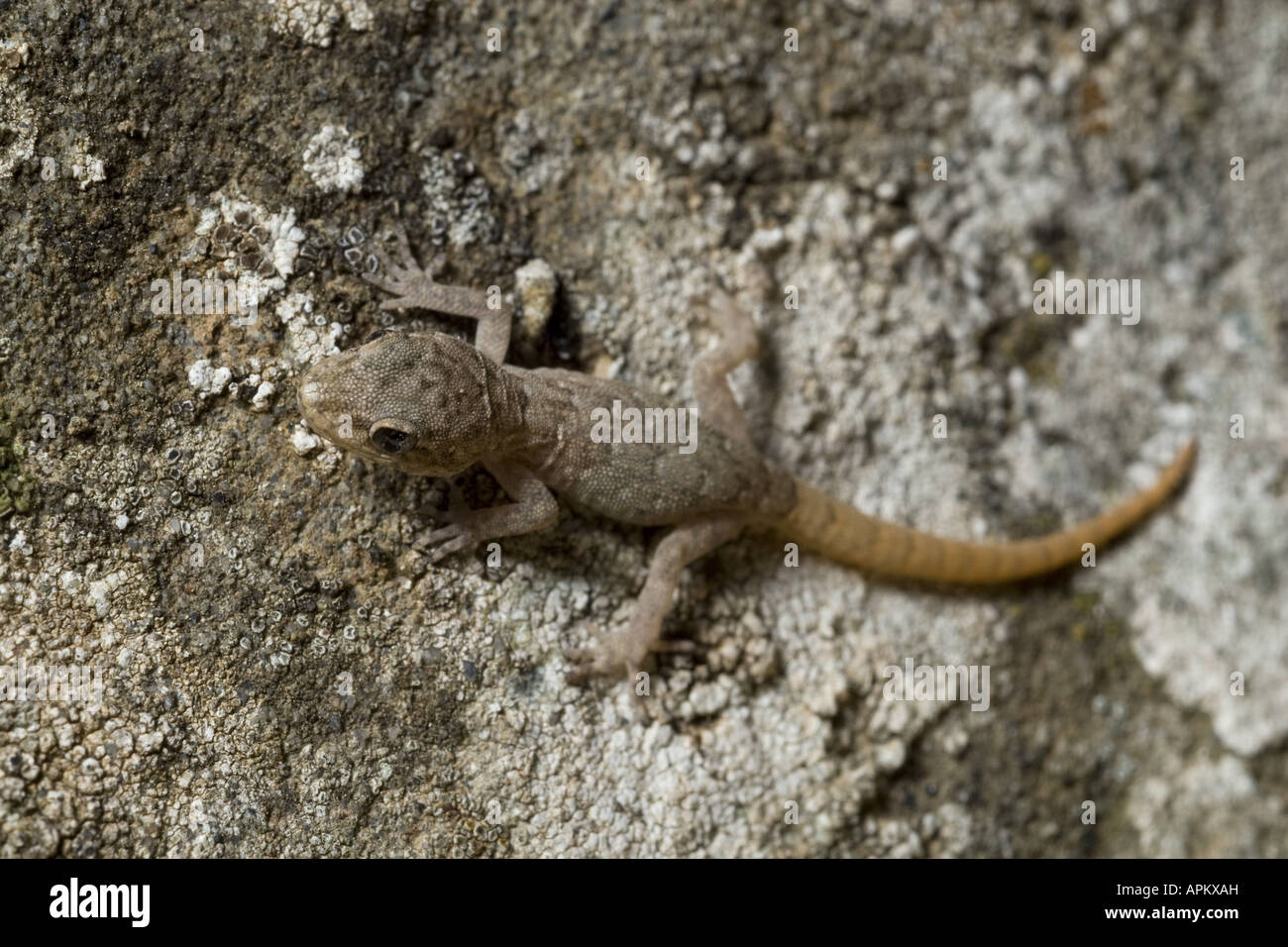 Kotschy's gecko (Mediodactylus kotschyi, Cyrtodactylus kotschyi), juvenil, Greece, Krpathos Stock Photo