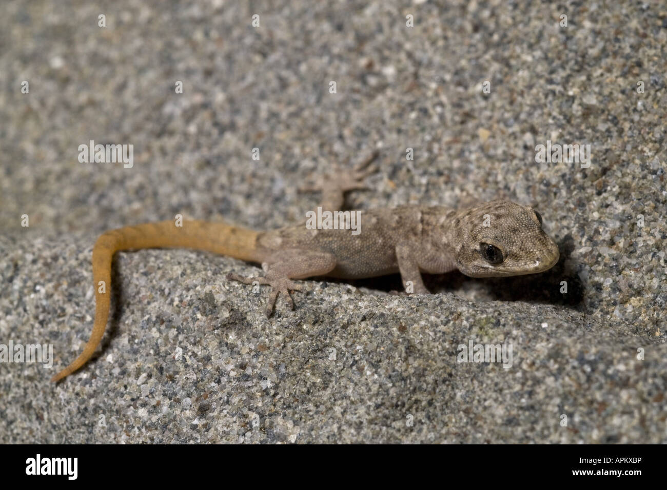 Kotschy's gecko (Mediodactylus kotschyi, Cyrtodactylus kotschyi), juvenile, Greece, Krpathos Stock Photo