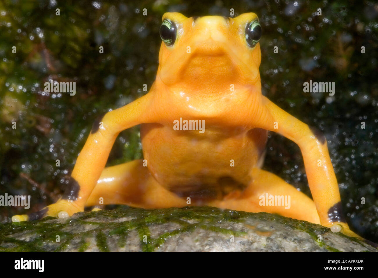 Panamanian Golden Toad, Panamanian Golden Frog (Atelopus zeteki) sitting on a stone Stock Photo