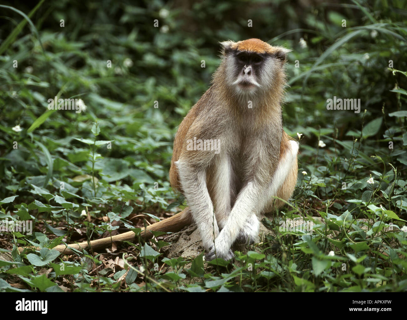 Patas monkey, red guenon, red monkey, hussar monkey, nisnas (Erythrocebus patas), sitting Stock Photo