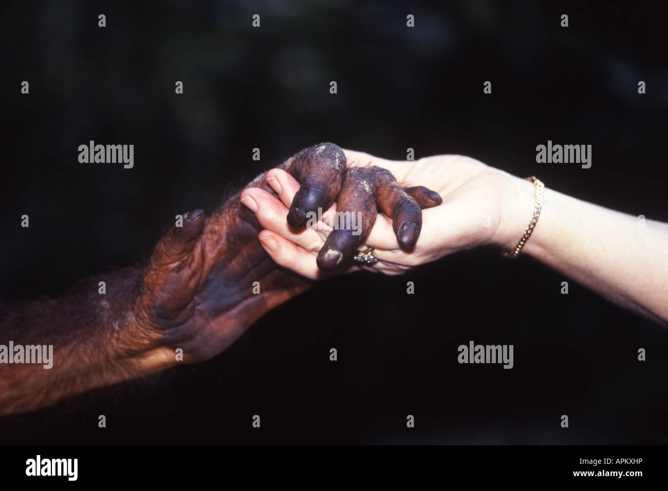 orang-utan, orangutan, orang-outang (Pongo pygmaeus), hand of Urang-Utan and woman Stock Photo