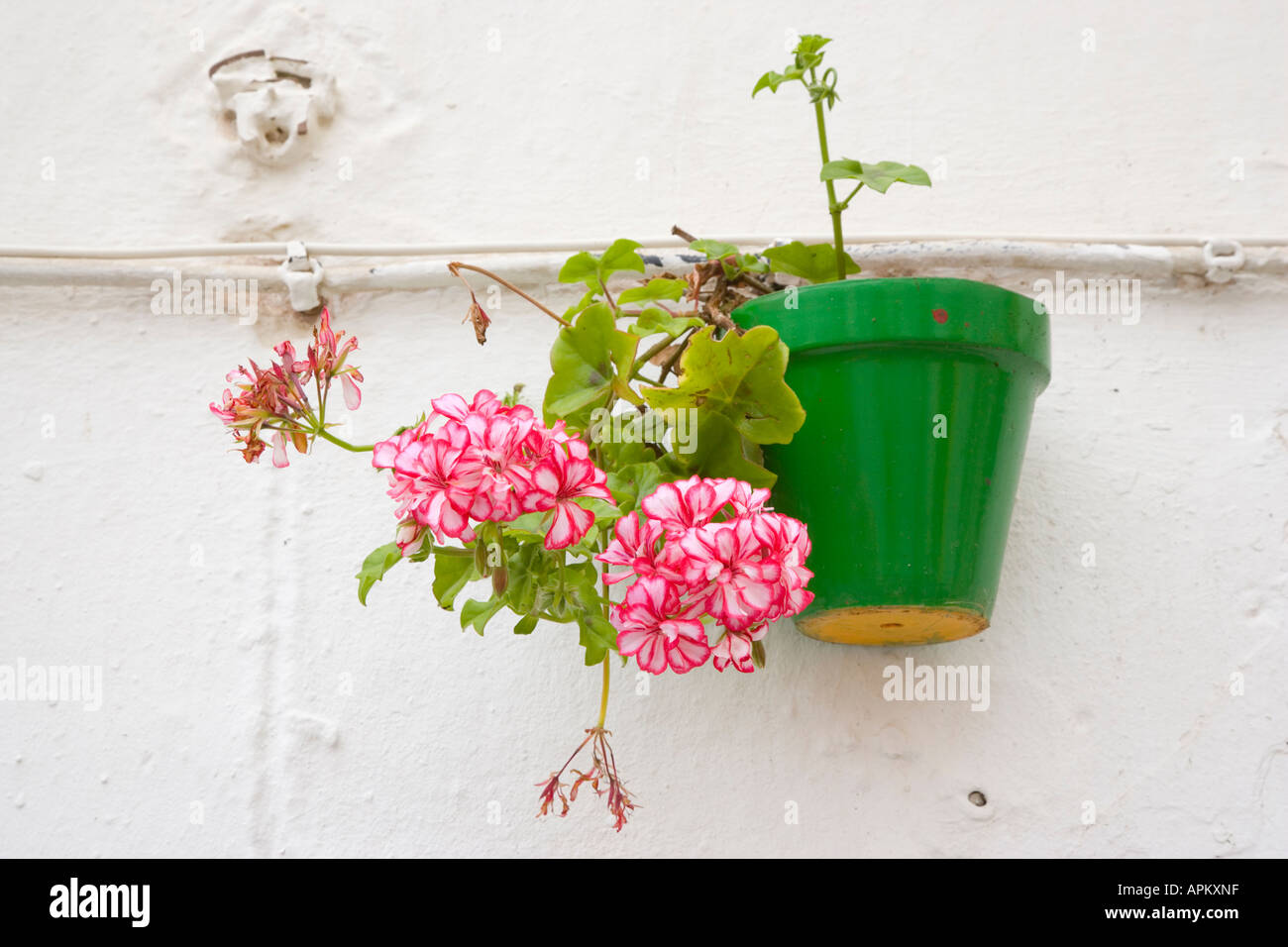 Flower pot on wall in southern Spain Stock Photo