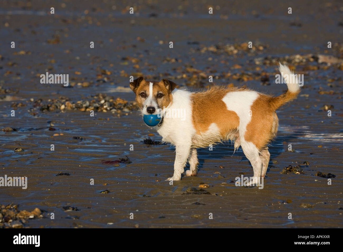 Cheeky Jack Russell dog playing with his racquetball ball on the beach Stock Photo