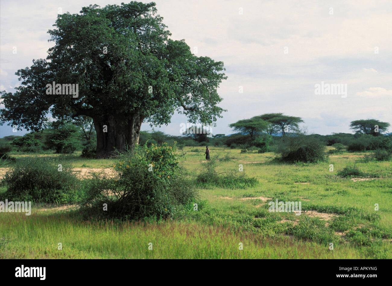 Indegenous tree in Tanzania, Dodoma District. Stock Photo