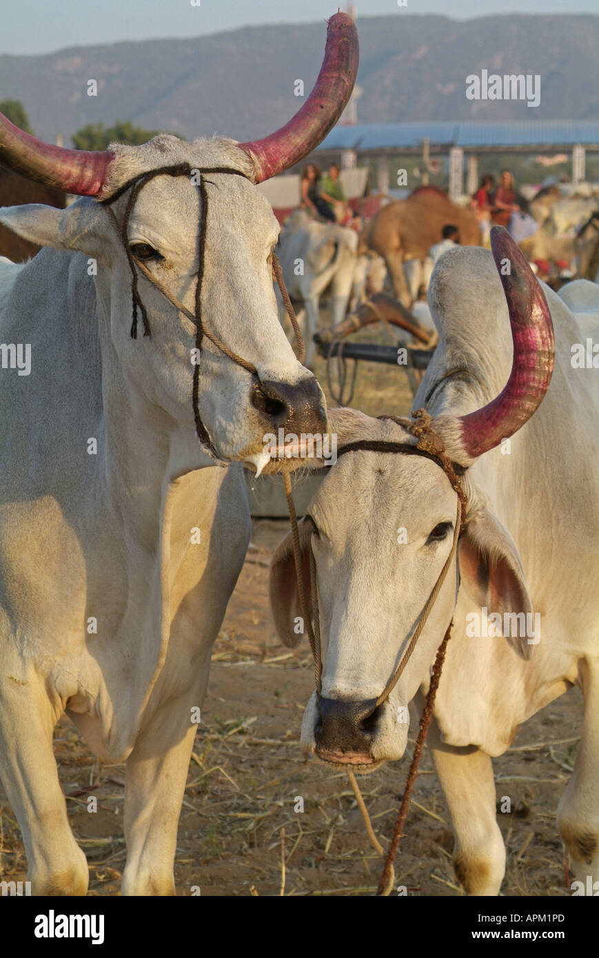 Cows with painted red horns at the Pushkar Camel Fair in India Stock