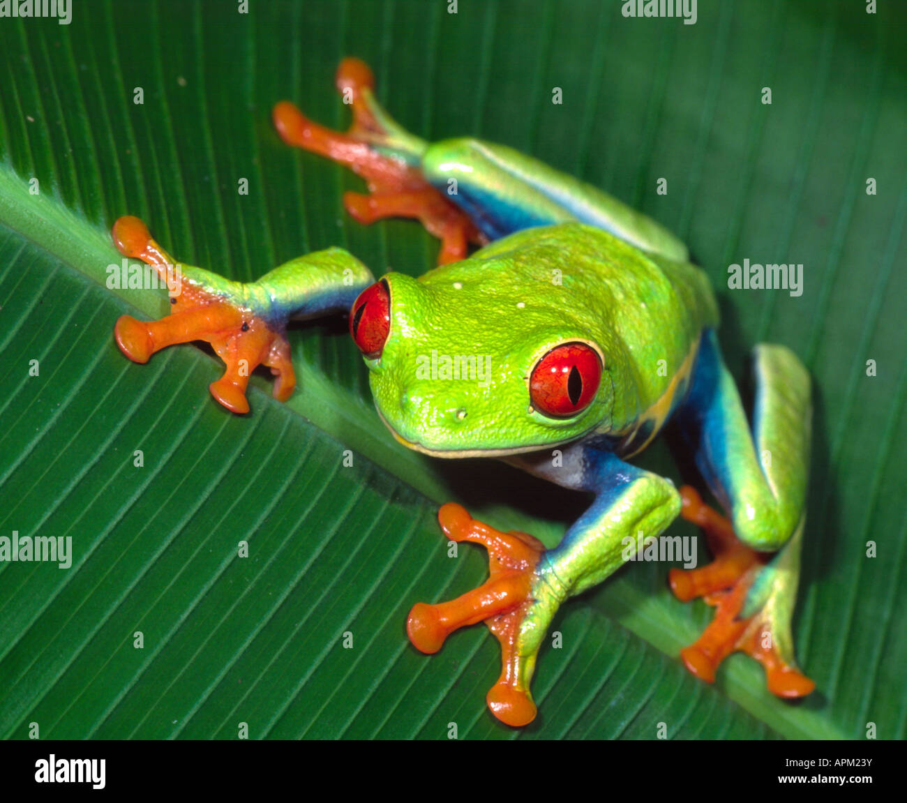 Red-eyed Tree Frog (Agalychnis callidryas) sitting on a leaf Stock Photo
