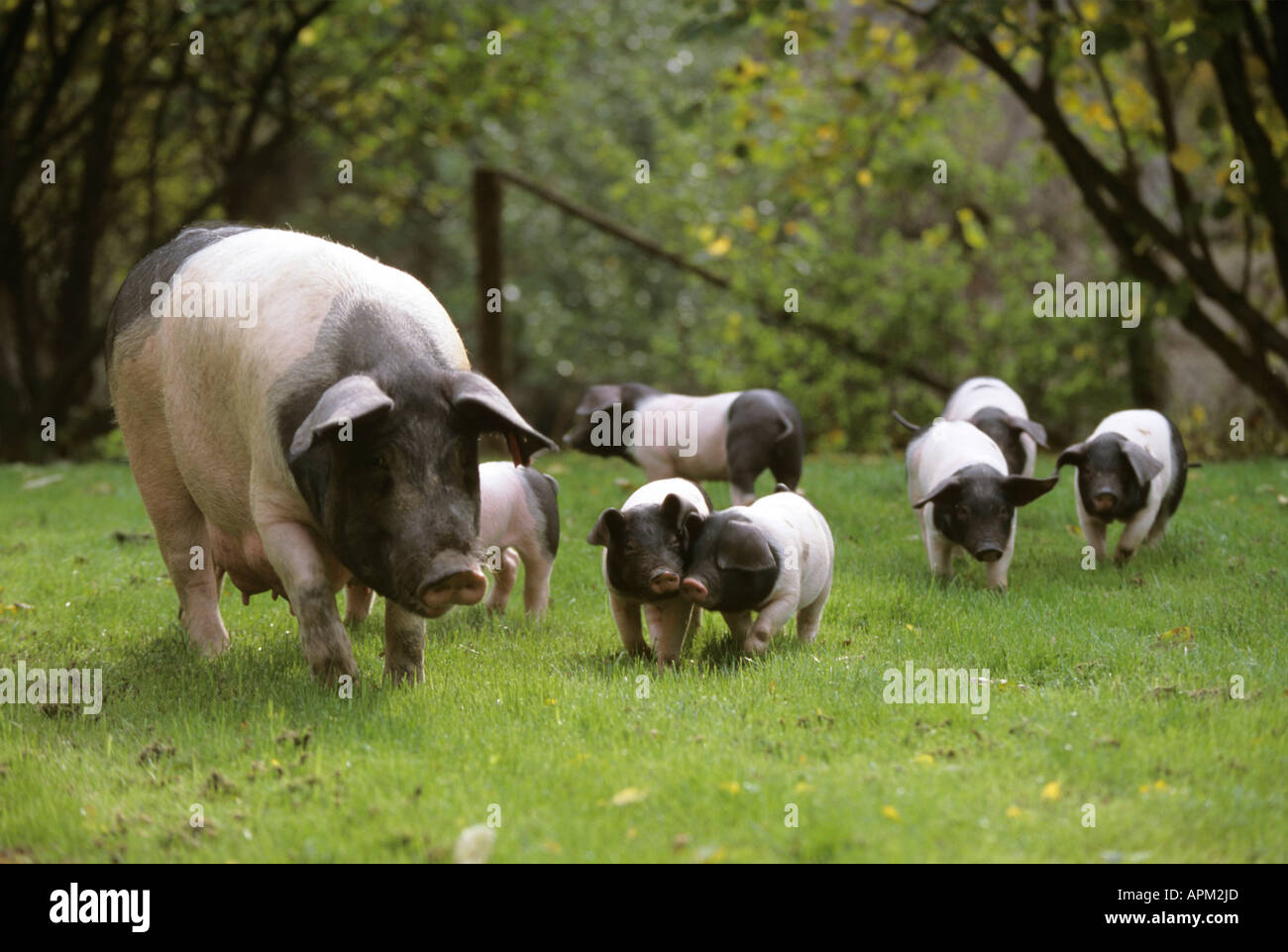 German pig and piglets Stock Photo Alamy