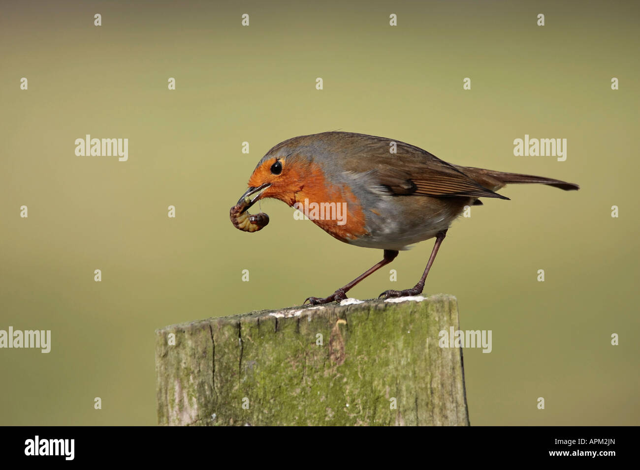 Robins In England English robin hi-res stock photography and images - Alamy