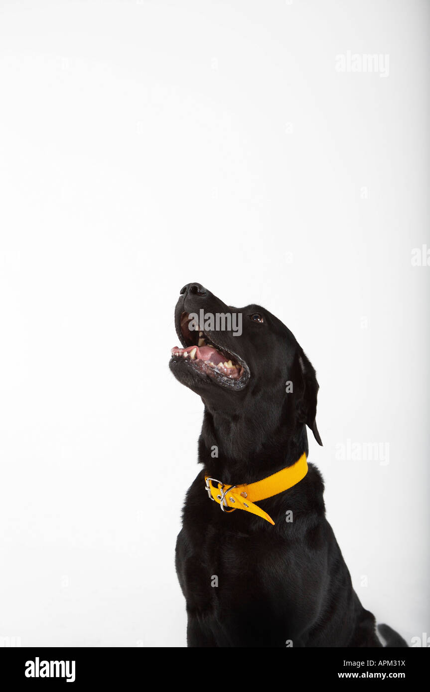 Black Labrador dog portrait Stock Photo