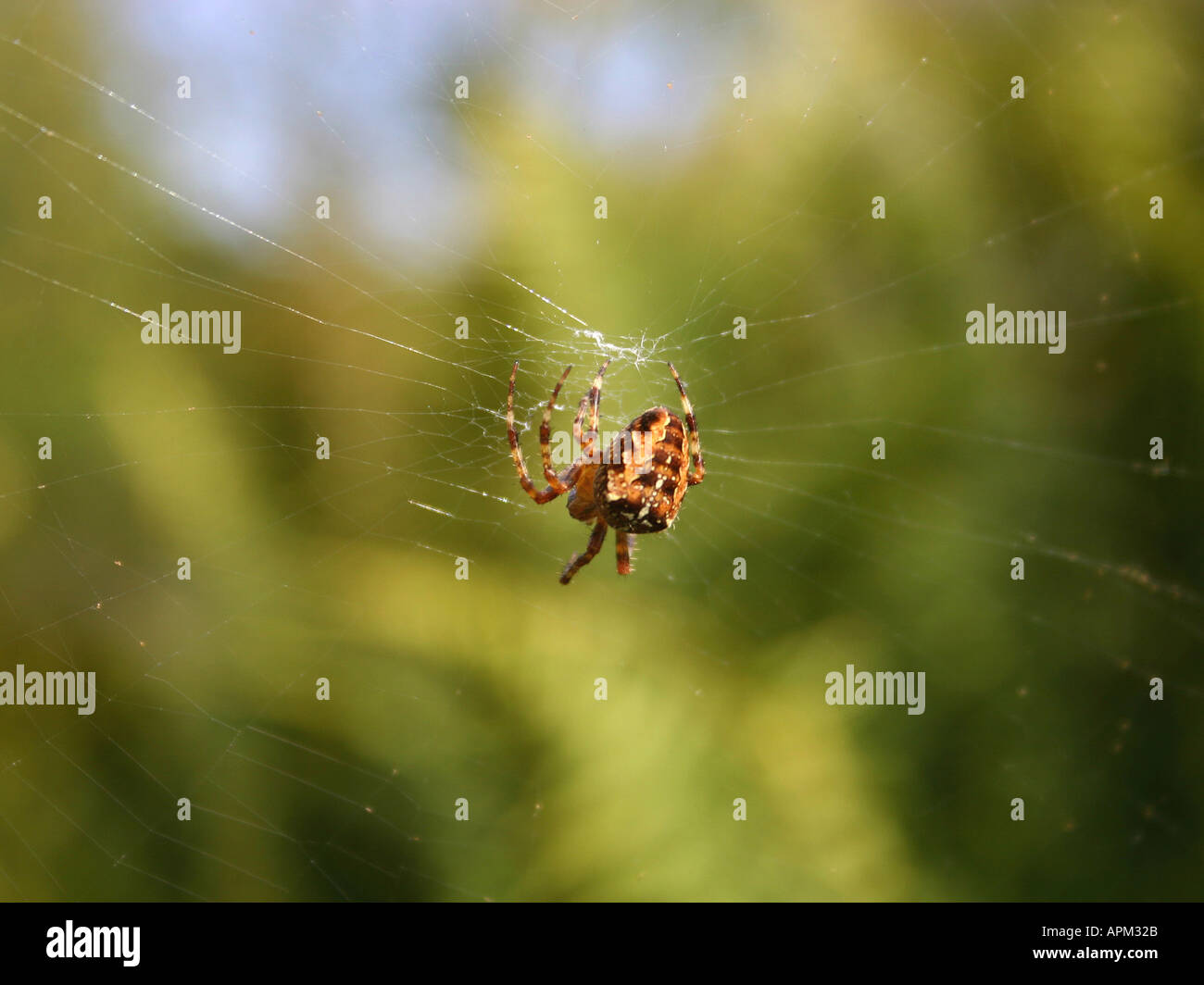 Spider making insect trap hi-res stock photography and images - Alamy