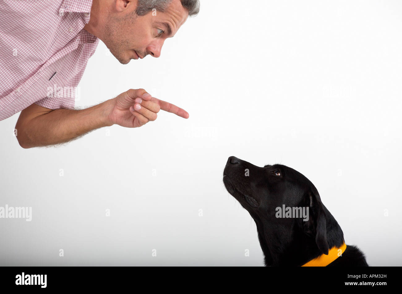 Owner educating dog Stock Photo