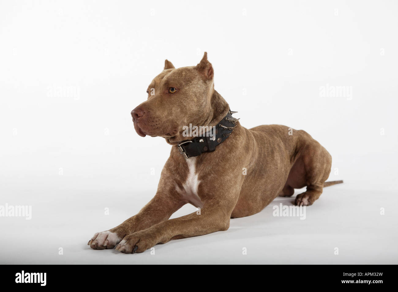 Pitbull dog portrait Stock Photo