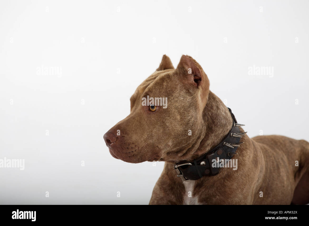 Pitbull dog portrait Stock Photo