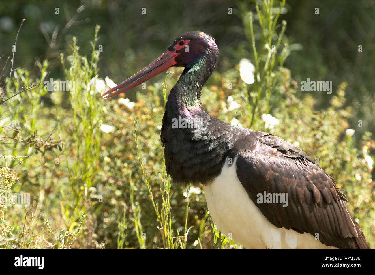 Black stork Ciconia nigra Spain Stock Photo