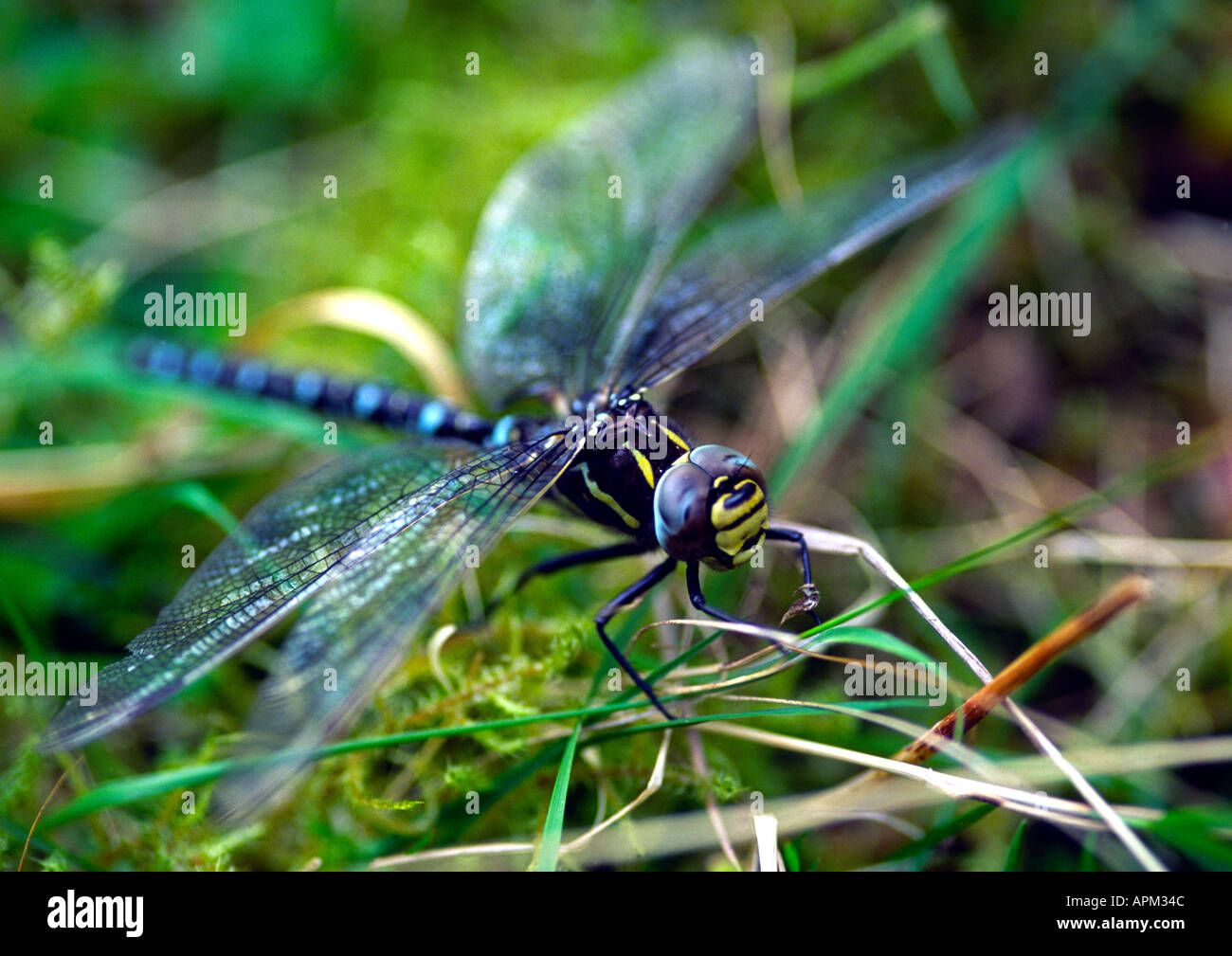 Dragonfly Azure Hawker at rest Aeshna Caerulea Stock Photo Alamy