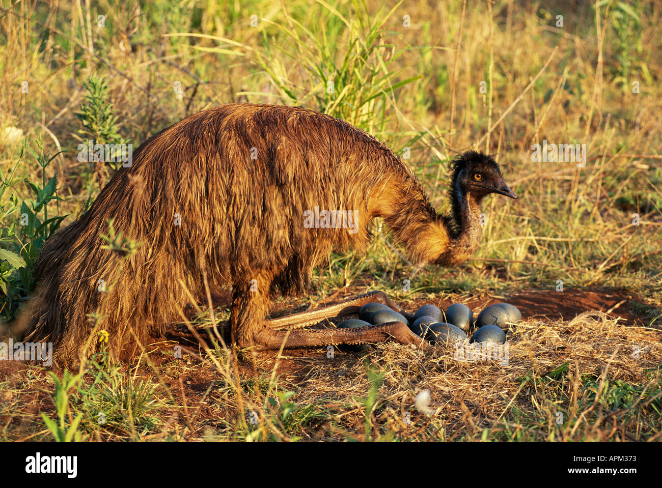Emu eggs hires stock photography and images Alamy