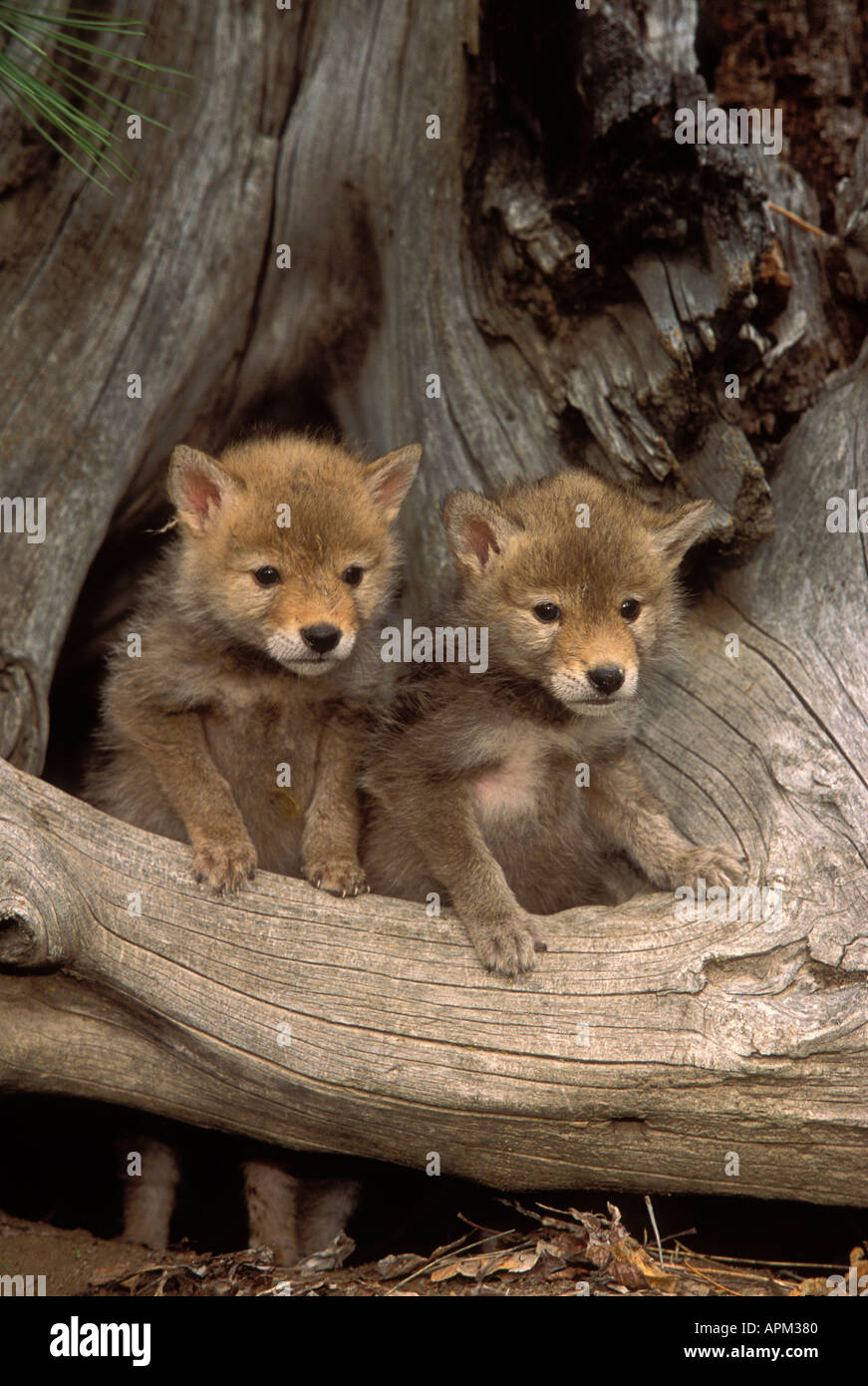 Coyote Canis latrans Pups at den site Montana USA Stock Photo