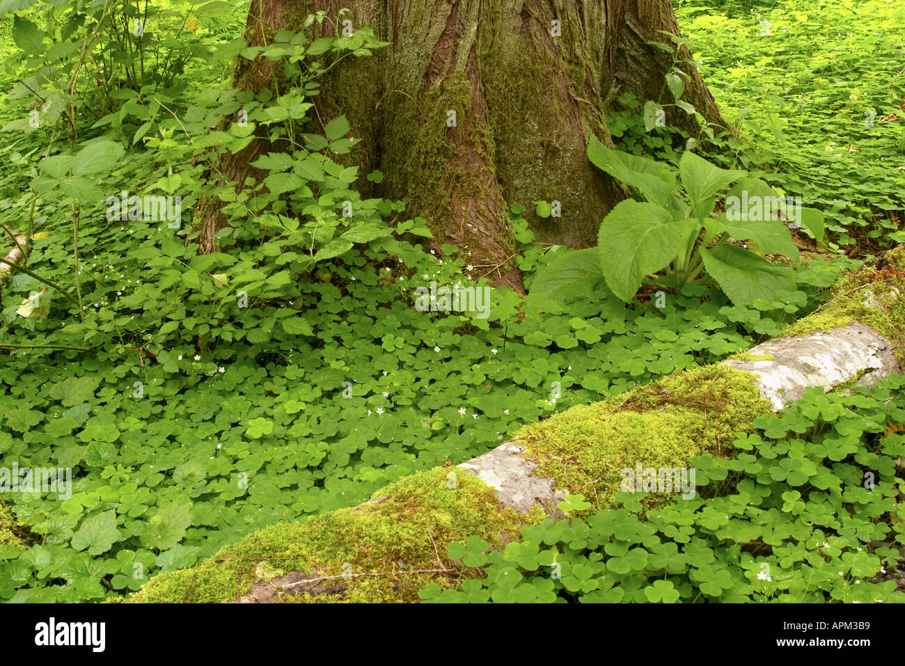 Green ground cover downed log Western Red Cedar Quinault Rain Forest Olympic National Park Washington USA Stock Photo