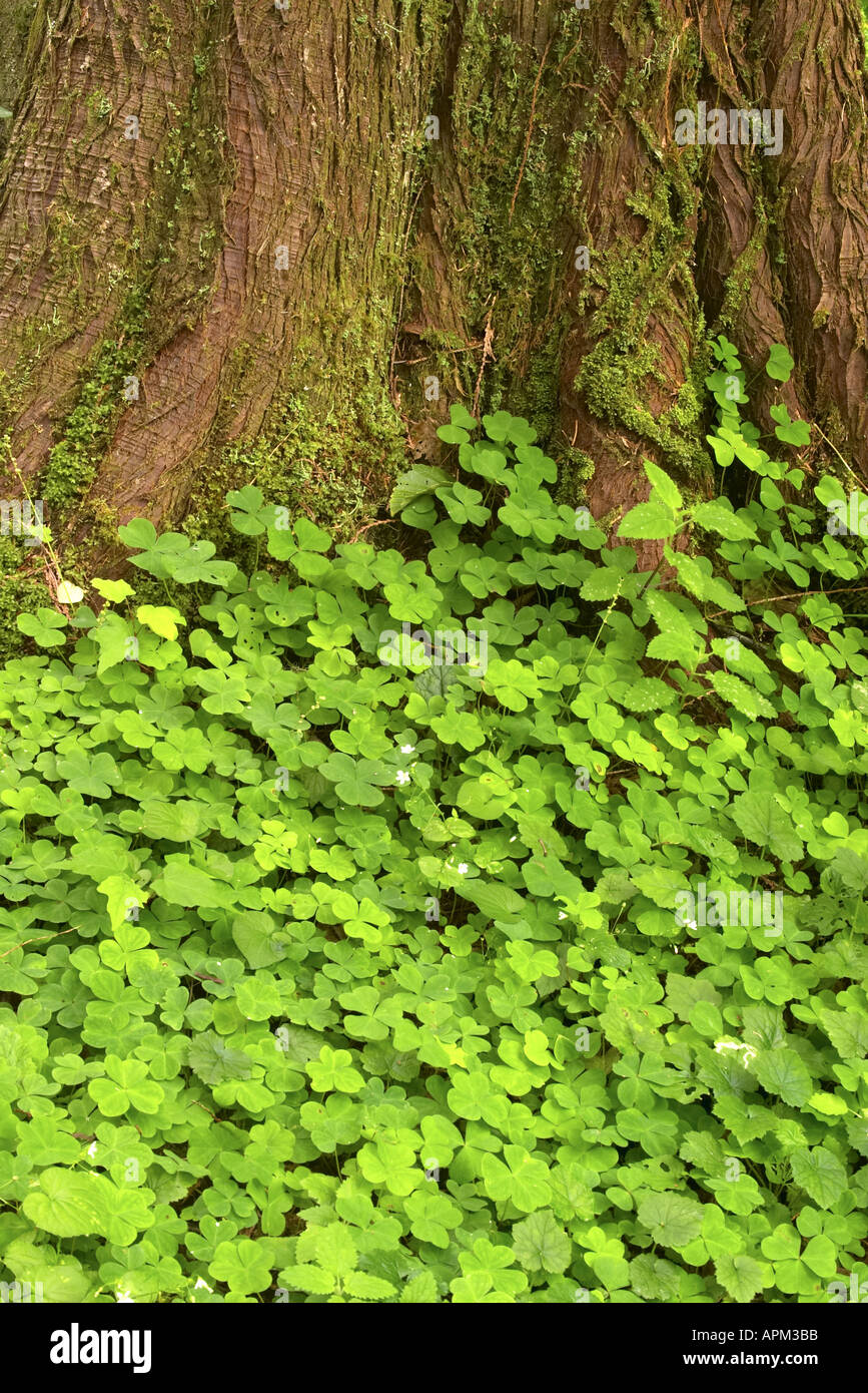 Green ground cover Western Red Cedar Maple Glade Rain Forest Trail Quinault Rain Forest Olympic National Park Washington USA Stock Photo