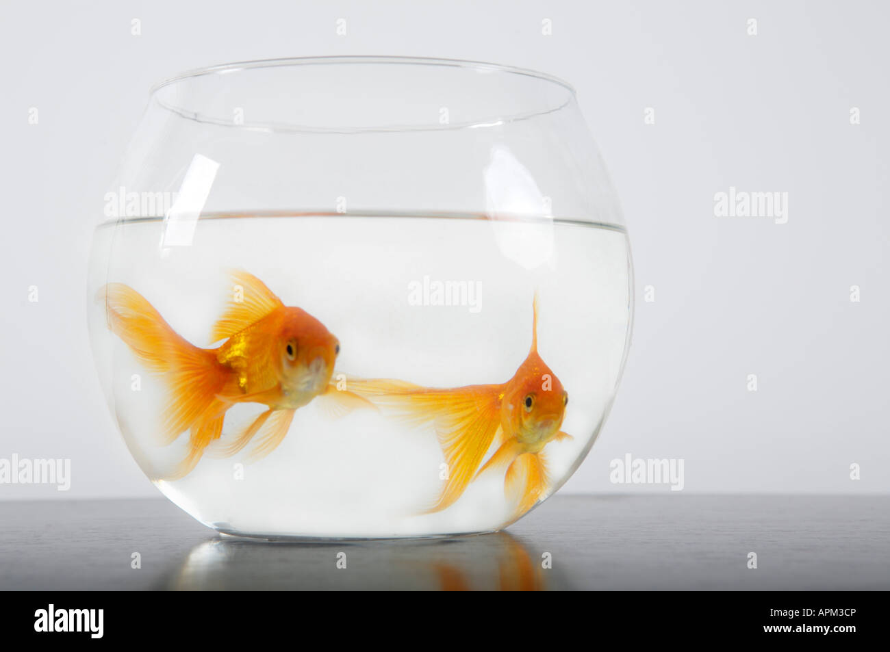 Bowl with Goldfish Stock Photo