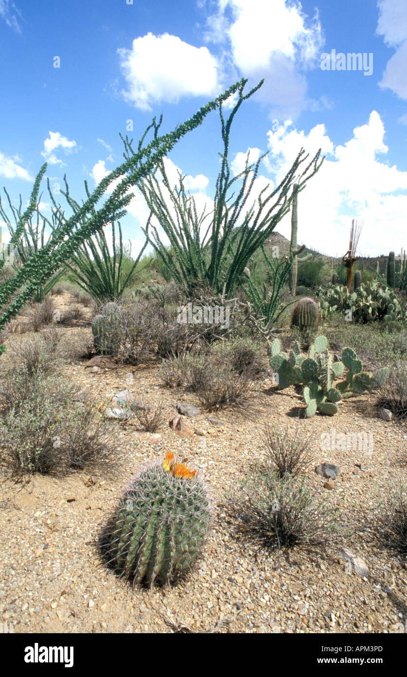 Sonora Desert - South West Arizona - USA Fish-hook cactus and