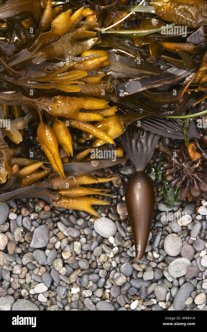Giant kelp washed up on rocky beach Mora Beach Olympic National Park Olympic Peninsula Clallam County Washington USA Stock Photo