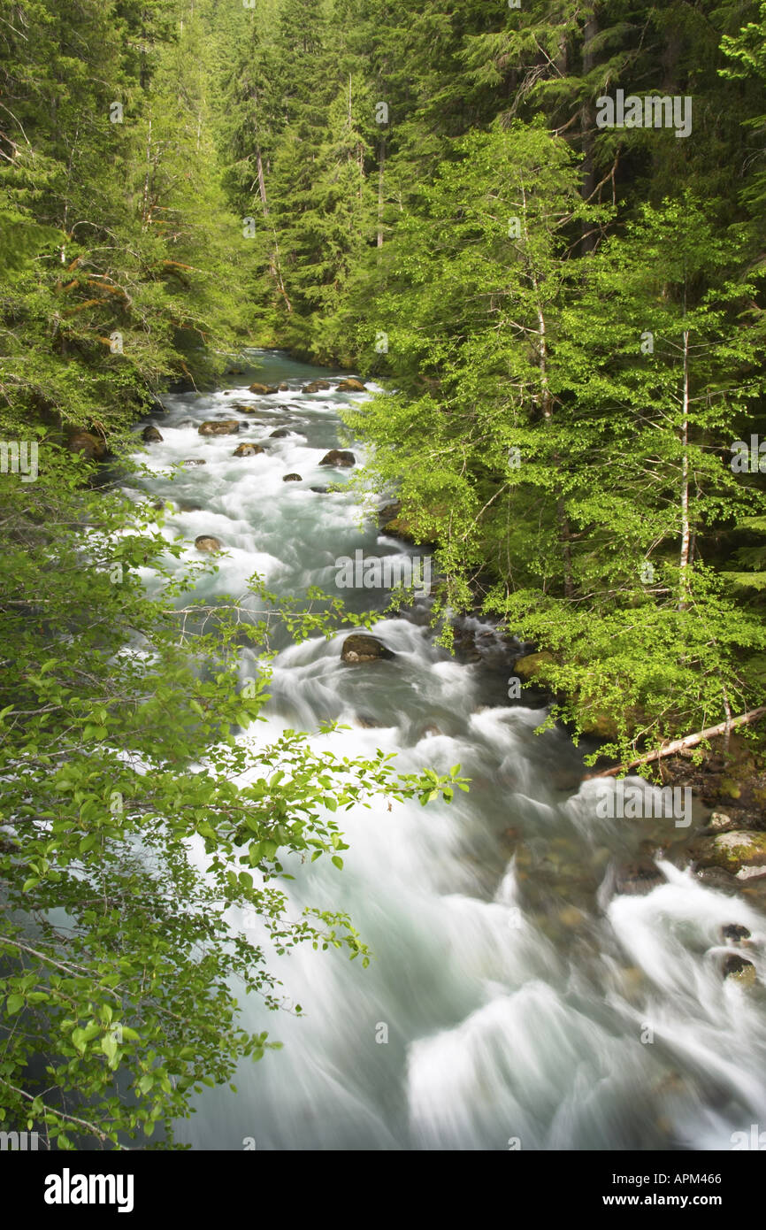 Ohanapecosh River flowing through forest Ohanapecosh Campground Mount ...