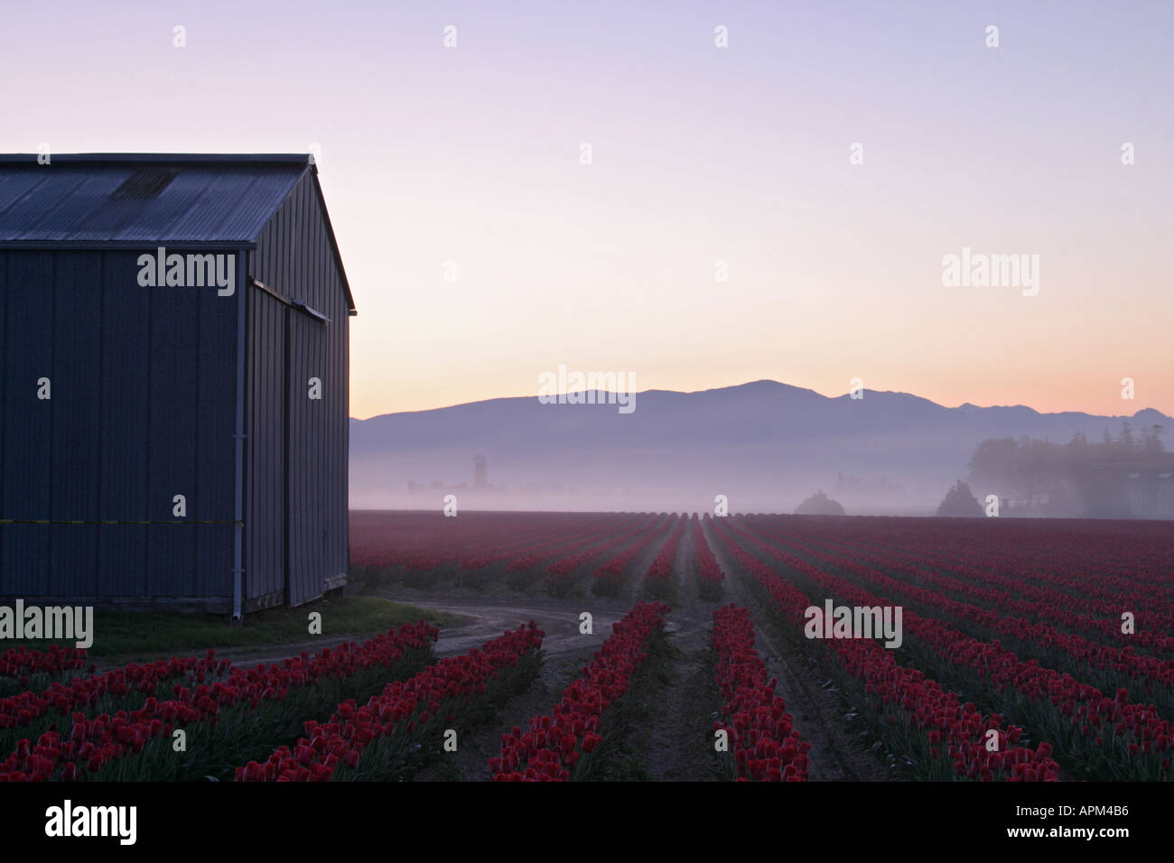 Barn And Rows Of Red Tulips In Early Morning Mount Vernon Skagit