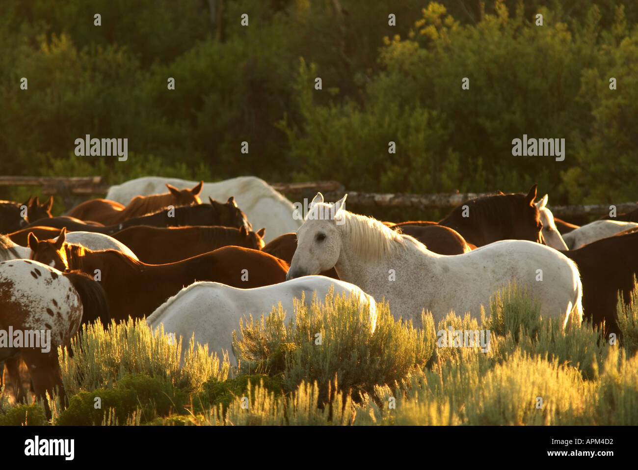 Rounded up horses hi-res stock photography and images - Alamy