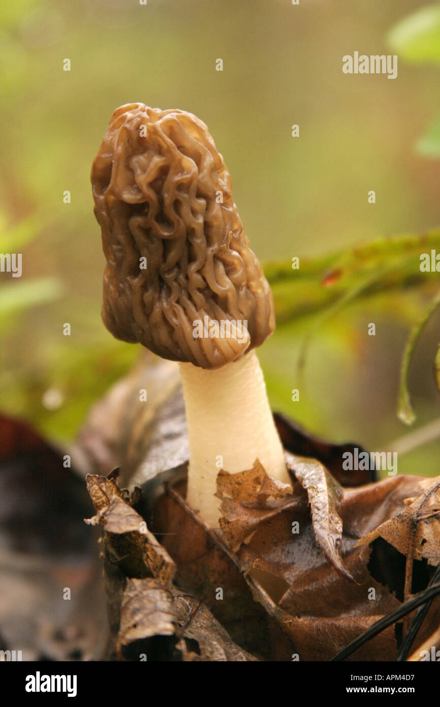 Yellow Morel growing on forest floor Cascade Mountains Washington Stock