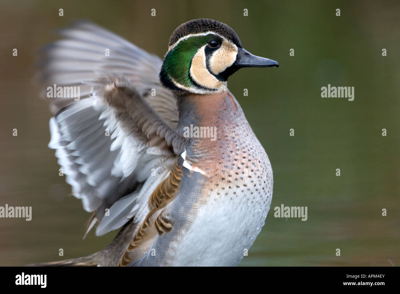 Pinioned duck flapping Stock Photo