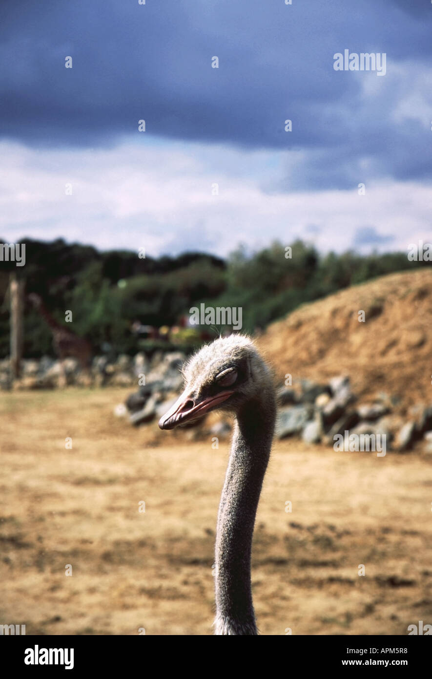 Sleepy Ostrich Colchester Zoo Stock Photo Alamy