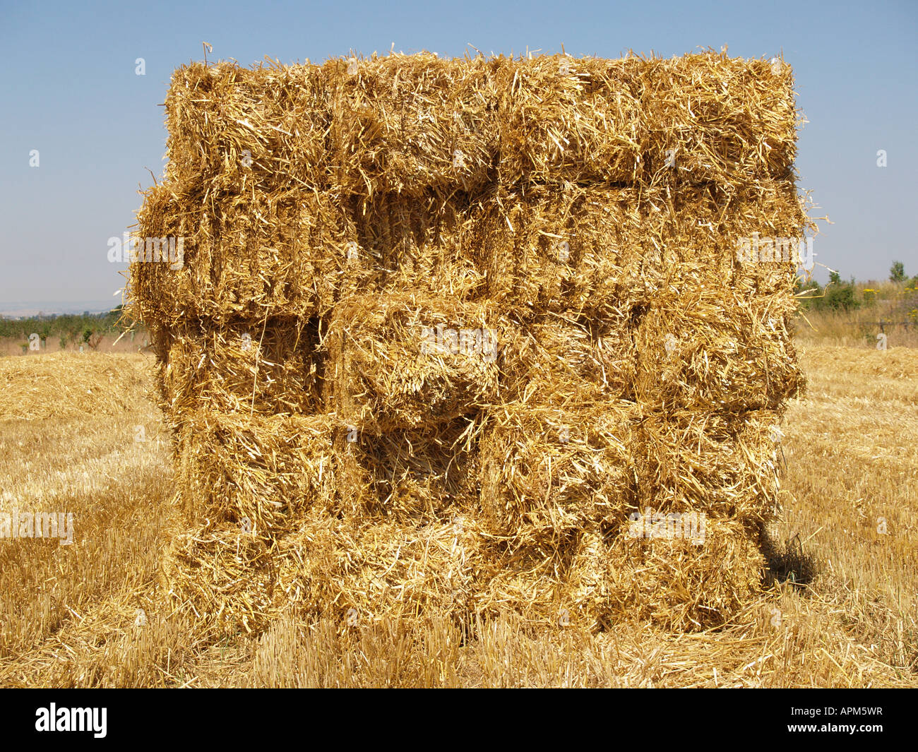 square golden wheat hay bale stubble Stock Photo Alamy