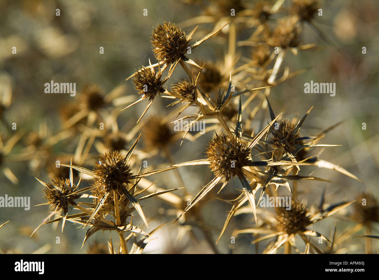 Dried flower of Blessed Milk Thistle (Silybum marianum) in autumn. Gudar - Javalambre country. Teruel province. Spain Stock Photo