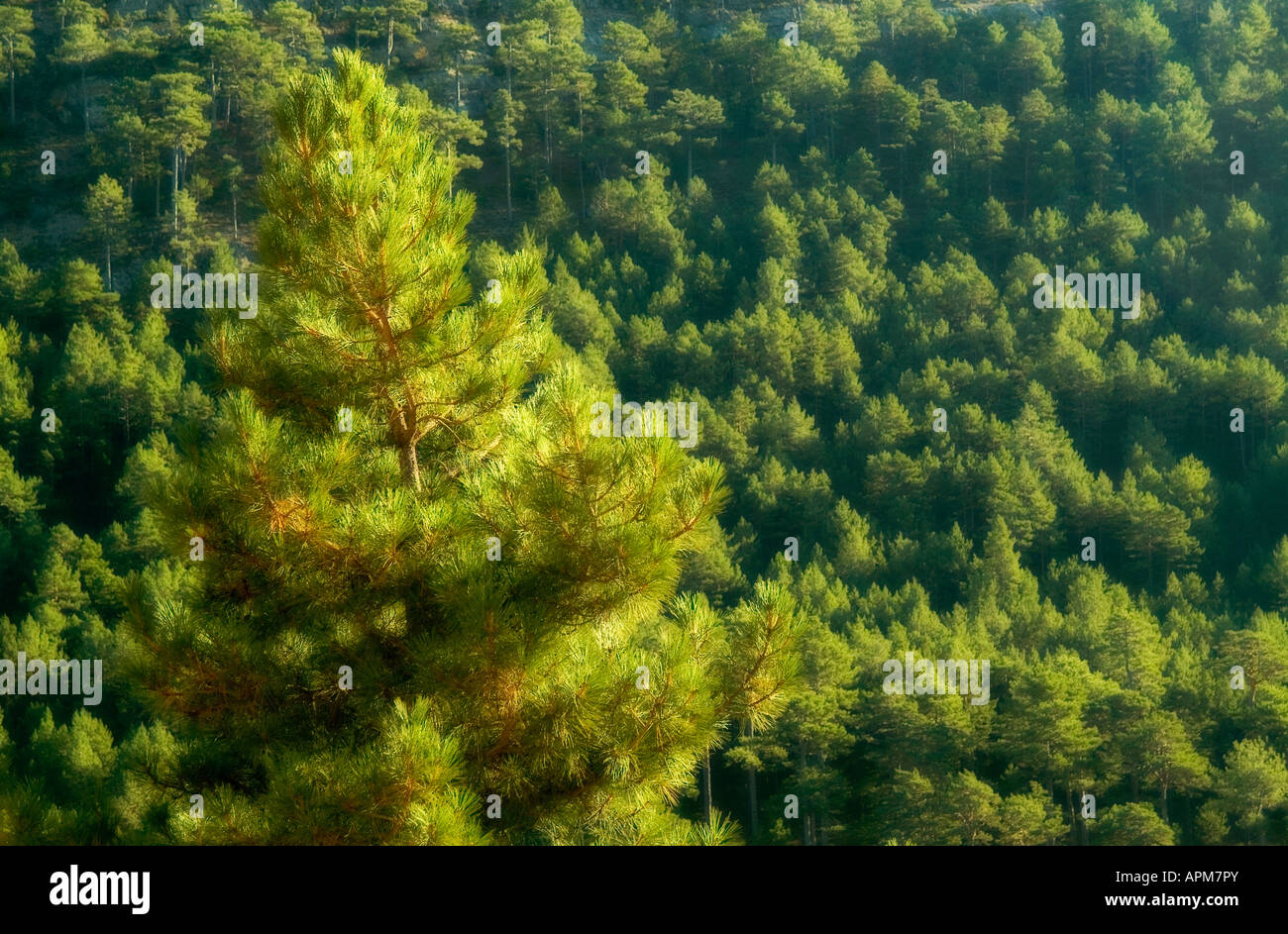 Pine tree forest. Gudar - Javalambre country. Teruel province. Spain Stock Photo