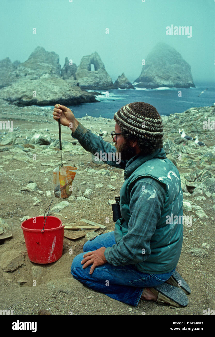 USA California, FARALLON ISALANDS National Wildlife Refuge, Ornithologist Chris Swarth, weighing chick of Cassin's Auklet Stock Photo