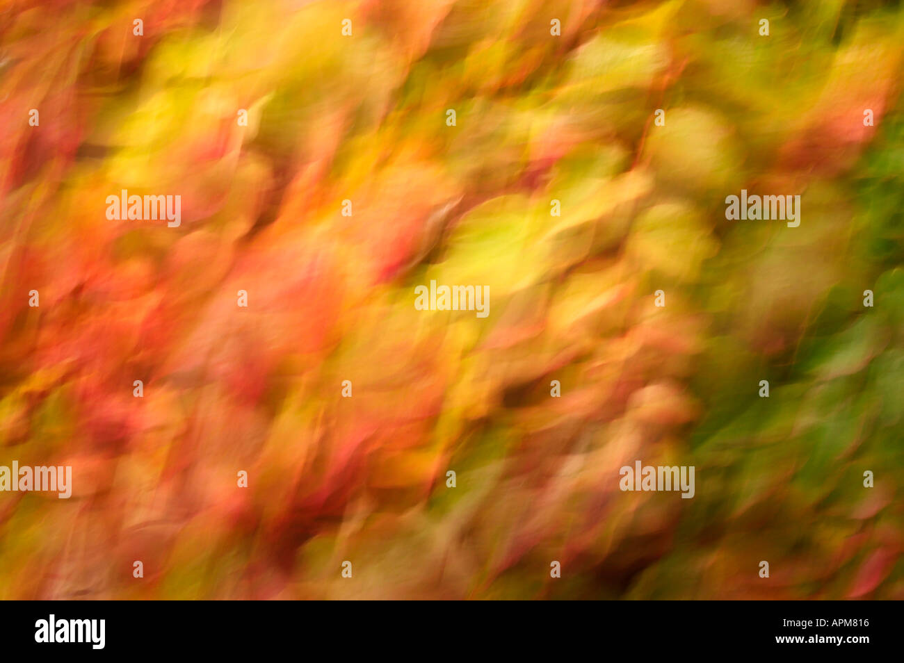 AUTUMN LEAVES, Blurry LEAVES IN WIND, Washington State, USA Stock Photo