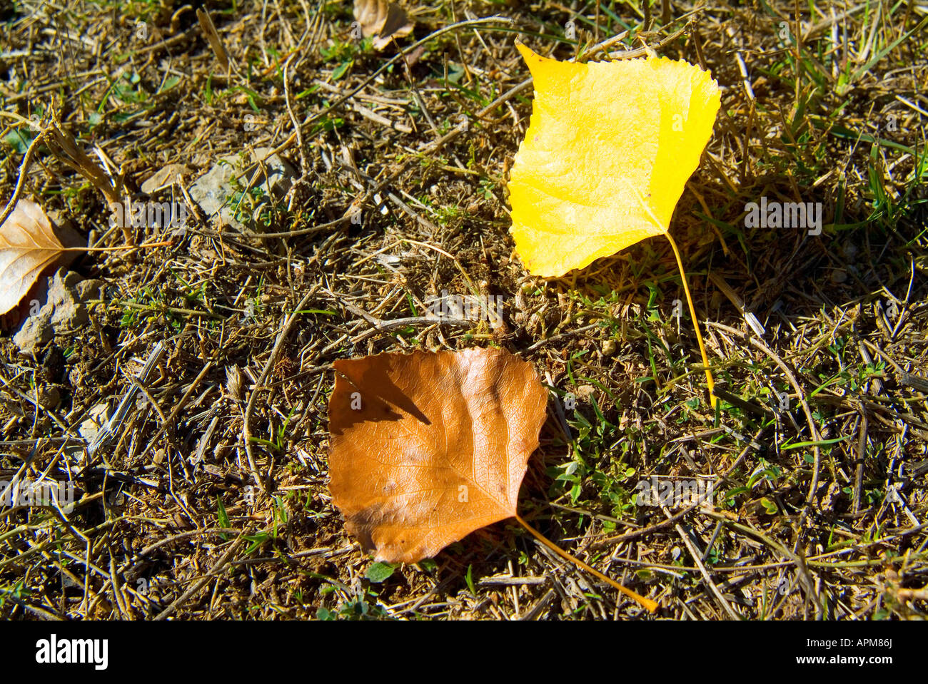 Autumn leaves (Populus tree leaves) on the ground. Gudar - Javalambre country. Teruel province. Spain Stock Photo