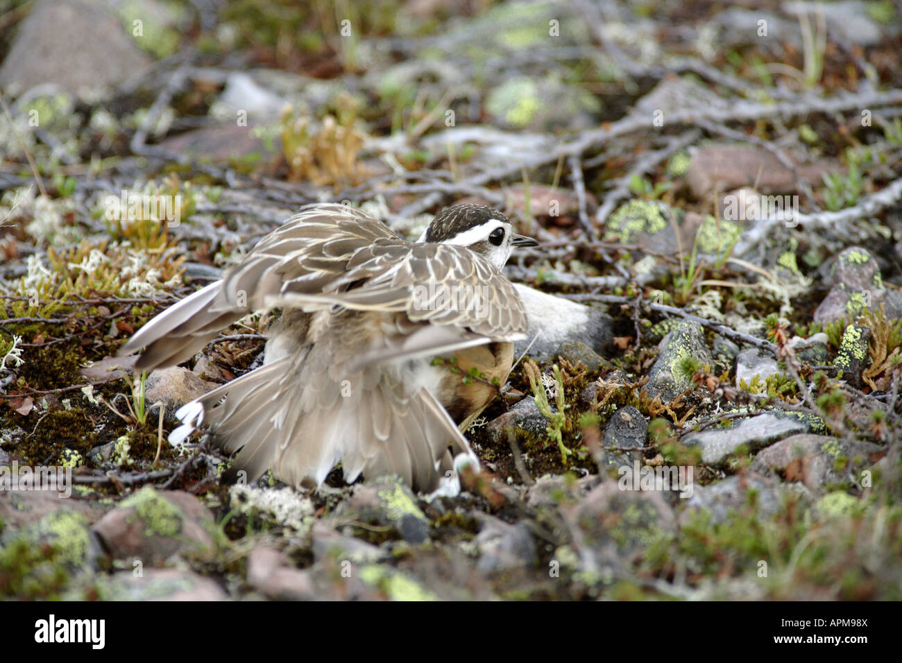 Bird broken wing display hires stock photography and images Alamy
