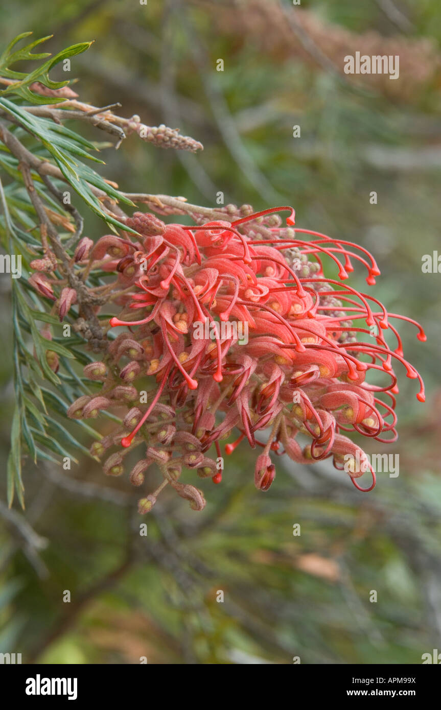 Flowers Banksia Farm Mount Barker Western Australia October Stock Photo