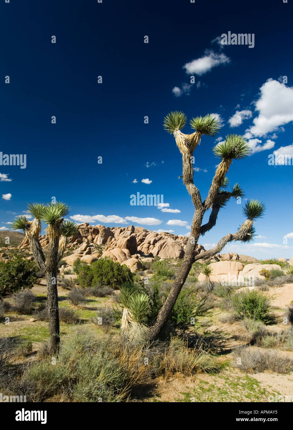 Joshua Tree National Park California Stock Photo Alamy